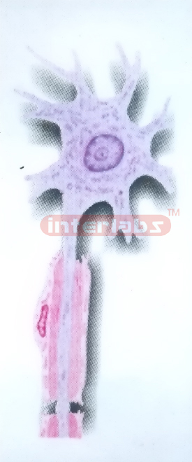 HANGING AUTONOMIC DIVISION OF THE PERIPHERAL NERVOUS SYSTEM